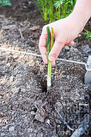 Transplanting_of_winter_leek_seedlings_in_a_kitchen_garden
