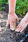 Transplanting of winter leek seedlings in a kitchen garden