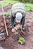 Havest of Endives in a kitchen garden