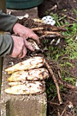 Havest of Endives in a kitchen garden