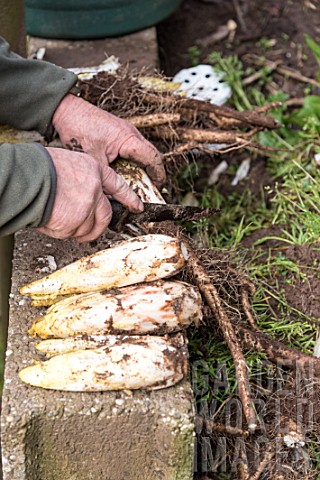 Havest_of_Endives_in_a_kitchen_garden