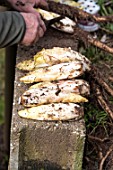 Havest of Endives in a kitchen garden