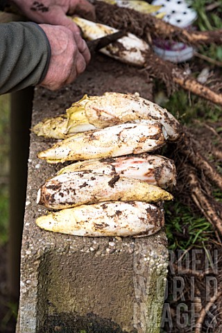 Havest_of_Endives_in_a_kitchen_garden