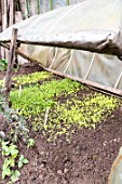 Lettuce seedlings under a cold frame