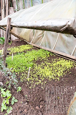 Lettuce_seedlings_under_a_cold_frame