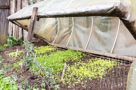 Lettuce_seedlings_under_a_cold_frame