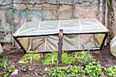 Lettuce seedlings under a cold frame