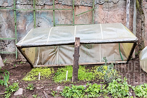 Lettuce_seedlings_under_a_cold_frame