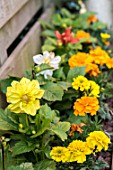 Potted flowers in bloom in a garden