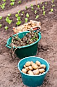 Harvest of potatoes