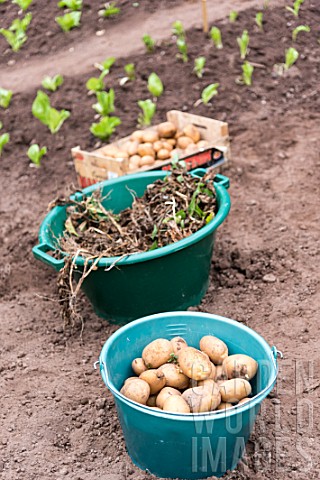 Harvest_of_potatoes