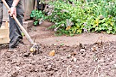 Harvest of potatoes