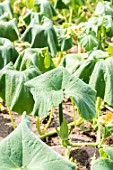 Squash plants in a period of drought