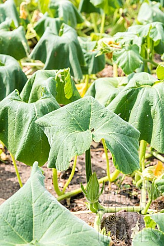 Squash_plants_in_a_period_of_drought