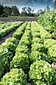 Oakleaf lettuces in a kitchen garden