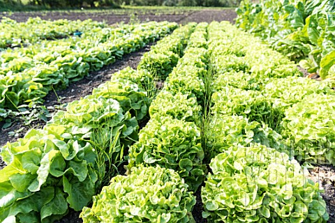 Oakleaf_lettuces_in_a_kitchen_garden
