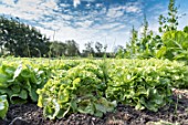 Oakleaf lettuces in a kitchen garden