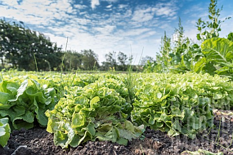 Oakleaf_lettuces_in_a_kitchen_garden