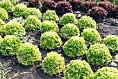 Oakleaf lettuces in a kitchen garden