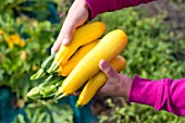 Harvest of Zucchini Gold Rush and green courgettes in a kitchen garden