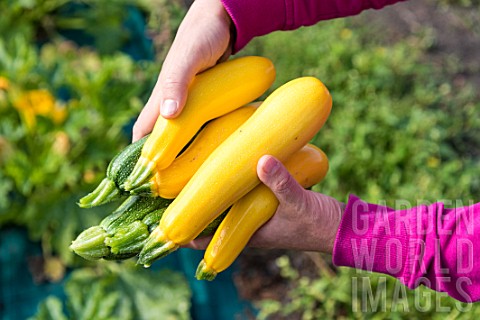 Harvest_of_Zucchini_Gold_Rush_and_green_courgettes_in_a_kitchen_garden