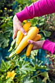 Harvest of Zucchini Gold Rush and green courgettes in a kitchen garden