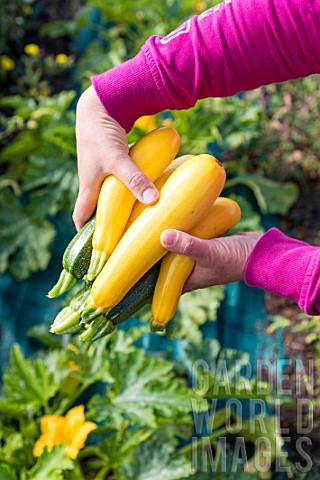 Harvest_of_Zucchini_Gold_Rush_and_green_courgettes_in_a_kitchen_garden