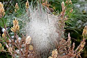 Nest of Pine processionary moth (Thaumetopoea pityocampa)