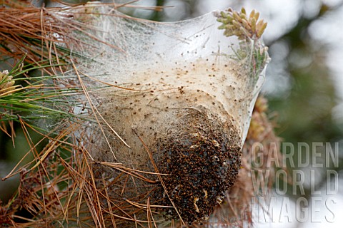 Nest_of_Pine_processionary_moth_Thaumetopoea_pityocampa