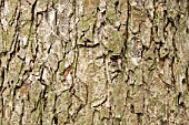 Corylus colurna bark