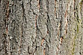 Koelreuteria paniculata bark