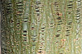 Acer capillipes bark