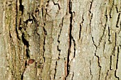 Acer saccharinum bark