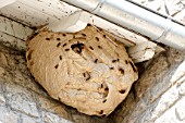 Asian predatory Hornet (Vespa velutina) under the roof of a house, Brittany, France