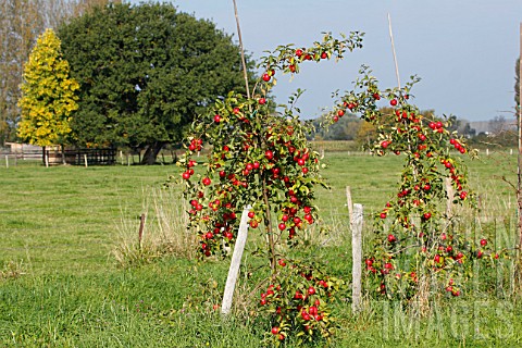 cider_apple_trees_Malus_domestica