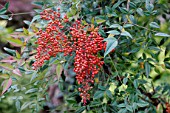 Nandina domestica