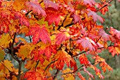 Acer japonicum