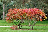 Rhus glabra