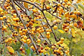 Flowering apple Golden Hornet (Malus x zumi)