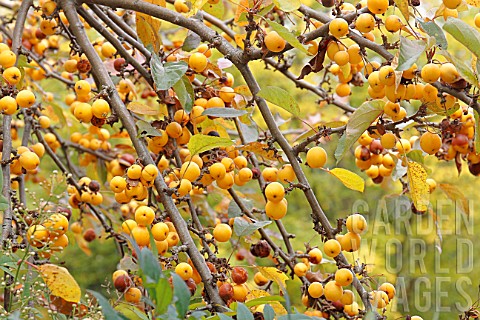 Flowering_apple_Golden_Hornet_Malus_x_zumi