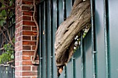 Portal cut to let the trunk of a Virginia creeper (Parthenocissus quinquefolia)