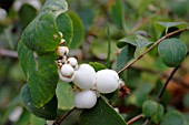 Symphoricarpos albus