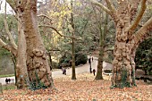 Platanus orientalis