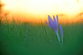 Colchicum autumnale (Autumn crocus) in bloom at dusk, Lorraine, France