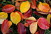 Pyrus pyrifolia (Nashi Pear) leaves on grass in autumn. Lorraine, France