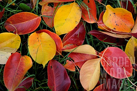 Pyrus_pyrifolia_Nashi_Pear_leaves_on_grass_in_autumn_Lorraine_France