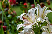 Lilium in bloom in summer, Picardie, France