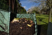 Garden composter showing woodlice (Oniscidea) and compost worms (Eisenia fetida)