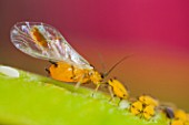 Oleander aphid (Aphis nerii ) on stem at spring , France