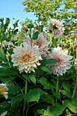 Dahlia Cafe au lait in bloom in a garden